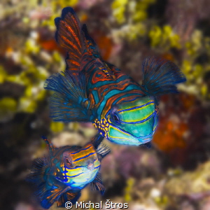 Mandarinfishes at the reef by Michal Štros 